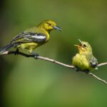 Why You Need to Try Geprek Bensu in Jakarta